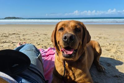 Maggie, a fox red Labrador Retriever, resting on a beach